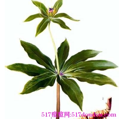 青春痘的治疗小偏方-五种方法-健康吃瘦网