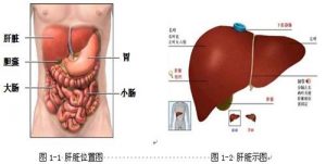 肝脏毒素多还会产生痘痘以外哪些问题？