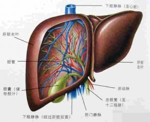 肝不好会不会长痘痘？应注意哪几点？