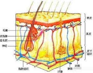 想要更好祛痘需要了解皮肤构成