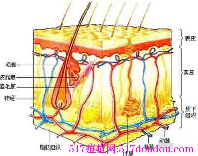 为什么说有皮肤屏障？皮肤屏障能起什么作用？