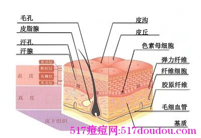 皮肤包括那些？真皮层是美容的关键吗？