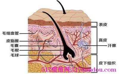 【美容必知】皮肤结构原来是这样的？要针对性护理