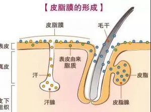 皮脂膜受损为何会导致脸上长青春痘？