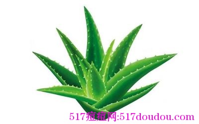 芦荟胶对痘痘管用吗？效果怎么样？