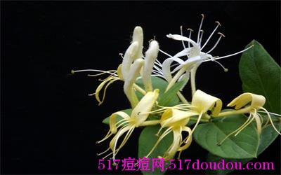 金银花泡水祛痘吗？