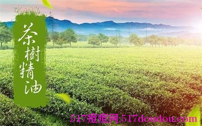 茶树精油去痘祛痘有效吗?茶树精油去痘安全吗?-517痘痘网