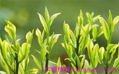 茶树精油去痘祛痘有效吗？茶树精油去痘安全吗？