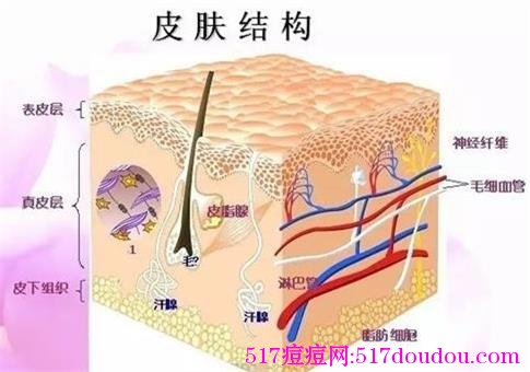 【美容必知】皮肤结构原来是这样的？要针对性护理