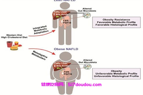 什么食物含左旋肉碱 肉制品是主要来源