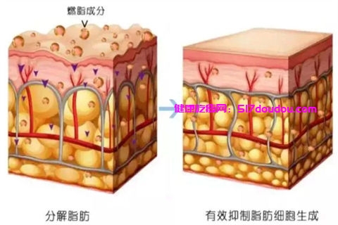 教你自制减肥茶配方 科学减肥一个月瘦15斤